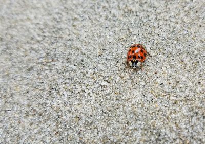 High angle view of ladybug on sand