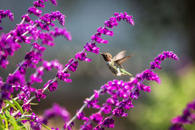 View of purple flowering plant