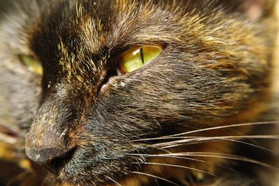 Close-up portrait of cat