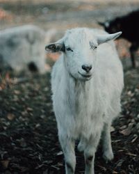 Close-up of sheep in field