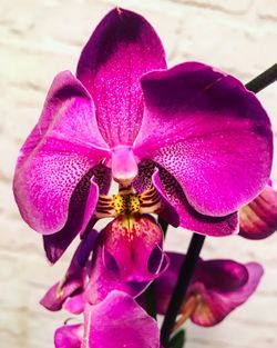 Close-up of pink orchid