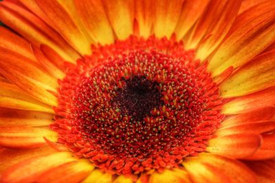 Extreme close-up of red flower