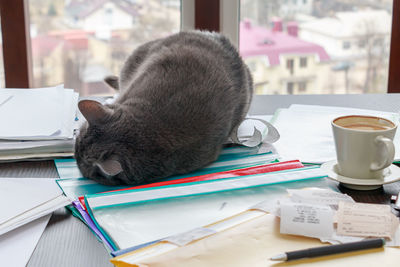 Close-up of cat over files by coffee cup on table