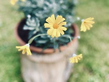 flowering plant