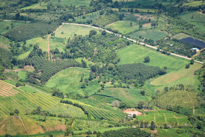 High angle view of agricultural field