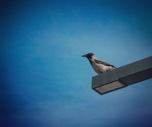 Low angle view of bird perching on blue sky