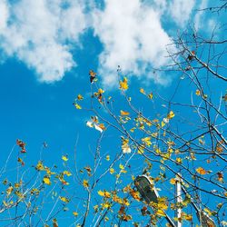 Low angle view of tree against sky