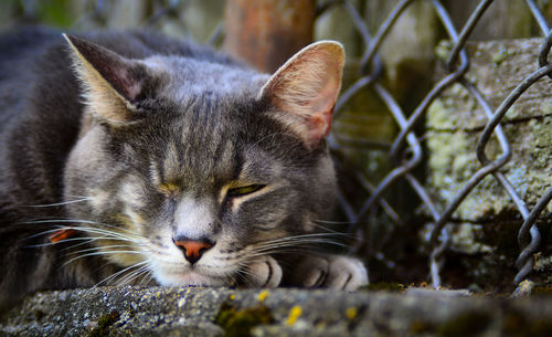 Close-up of cat on retaining wall