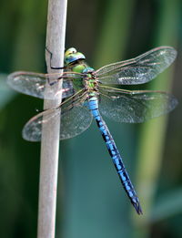 Close-up of dragonfly