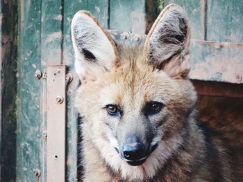 Maned wolf face.