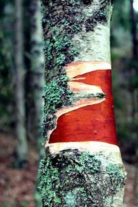 Close-up of tree trunk