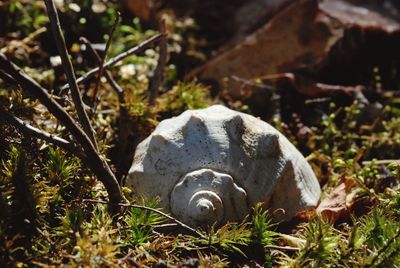 Close-up of turtle on field