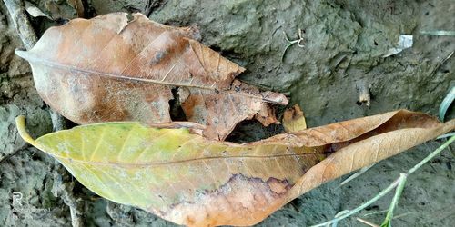 Close-up of dry leaves on tree trunk