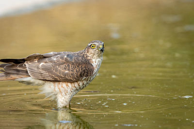 Close-up of eagle perching on a lake