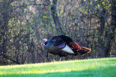 View of a  wild turkey  on field