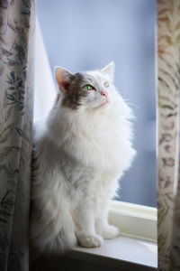 White cat sitting beside a window behind curtain looking outside