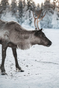 Deer on snow covered field