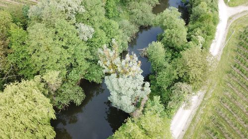 High angle view of river amidst trees