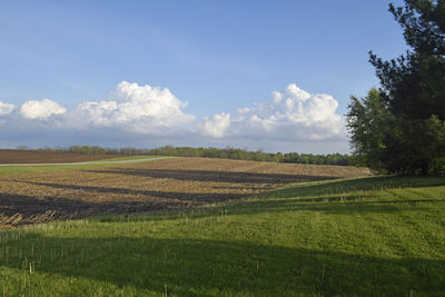 Scenic view of agricultural field against sky