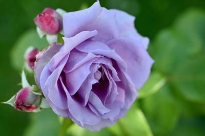 Close-up of pink rose