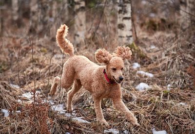 View of dog running in forest