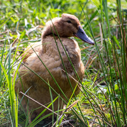 Close-up of a bird on field