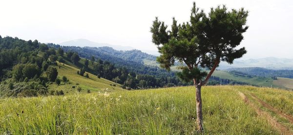 Scenic view of agricultural field against sky