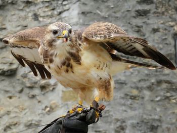 Close-up of bird