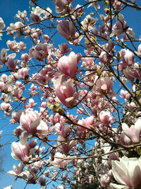 Low angle view of cherry blossoms in spring