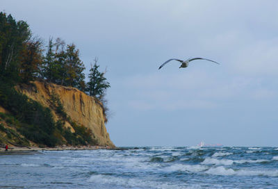 Bird flying over sea against clear sky