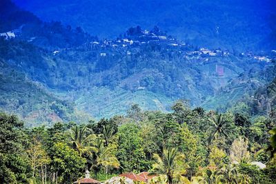 Scenic view of forest