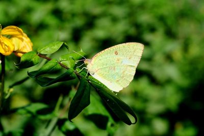 Close-up of butterfly on leaf