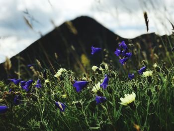 Close-up of purple crocus flowers on field