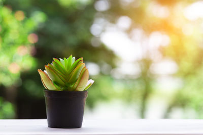 Close-up of potted plant on table