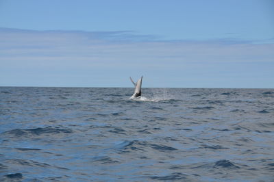 View of crab swimming in sea