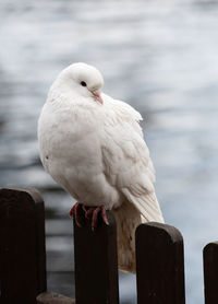 Close-up of seagull perching on wooden post