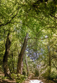 Trees in forest