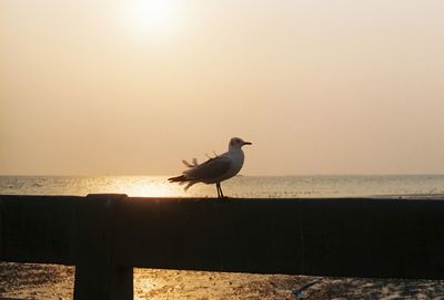 Seagull perching on wooden post against sea during sunset