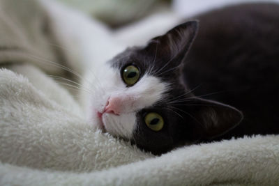 Close-up portrait of cat on towel