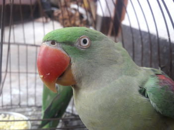 Close-up of parrot in cage