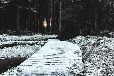 Snow covered trees