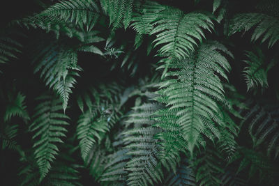 Close-up of fern leaves