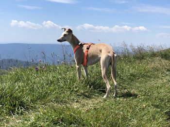 View of dog standing on field against sky