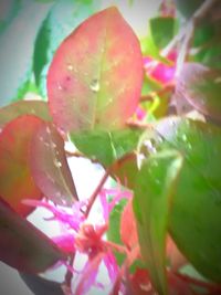 Close-up of red flowers