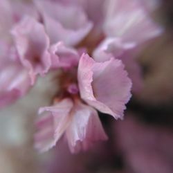 Close-up of pink flowers