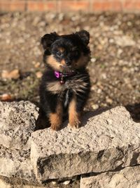 Portrait of dog on rock