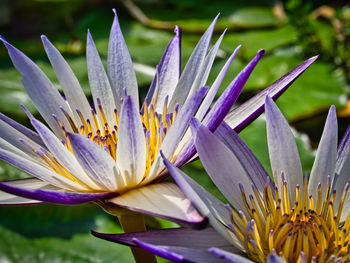 Close-up of water lily in bloom