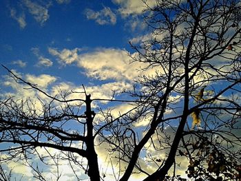 Low angle view of bare trees against blue sky