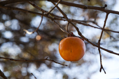 Low angle view of persimmon on twig