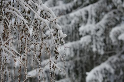 Close-up of frozen tree during winter